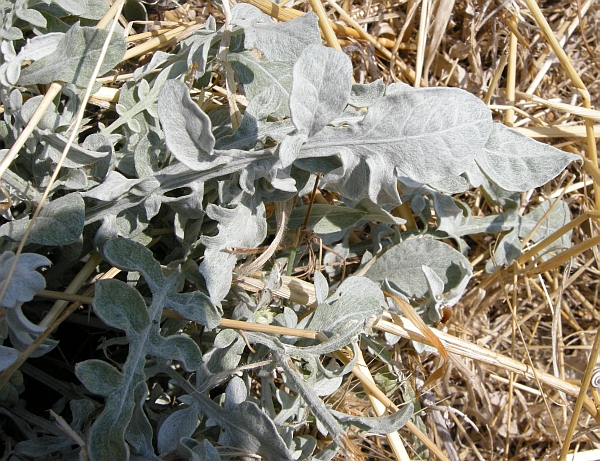 Centaurea scannensis / Fiordaliso del Sagittario